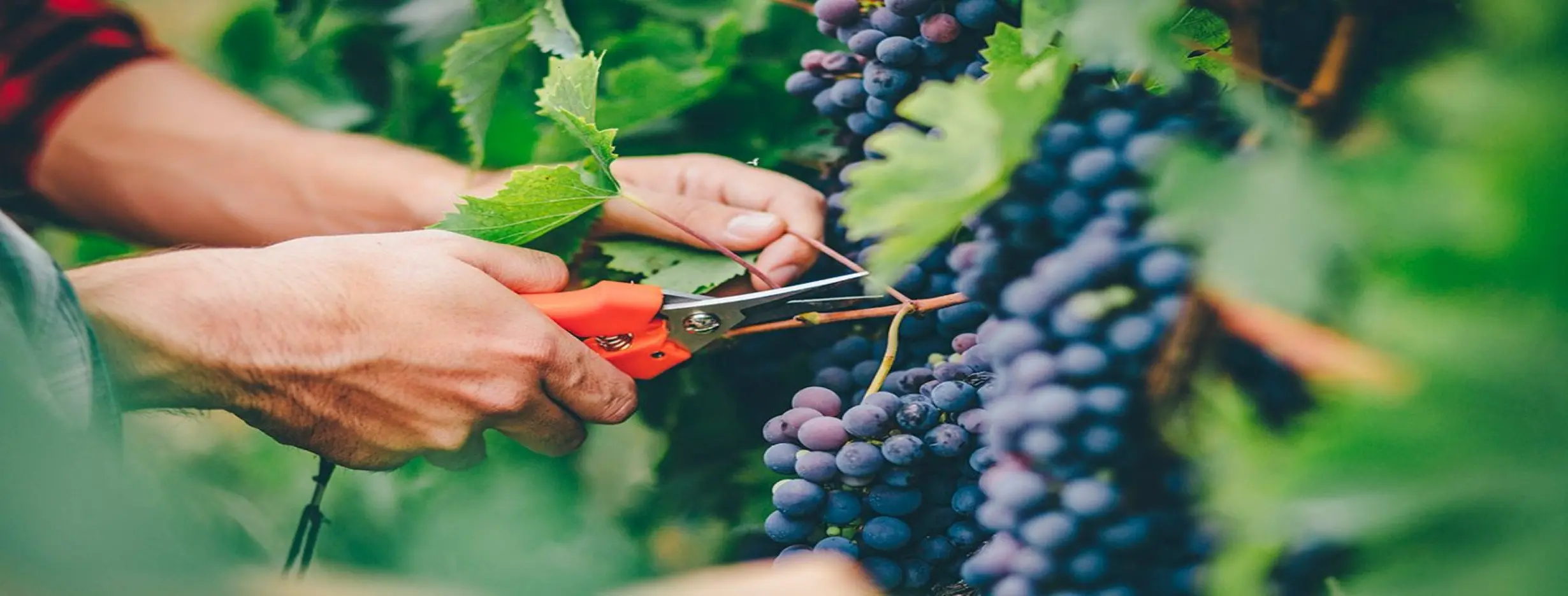 Image for Grape Harvest